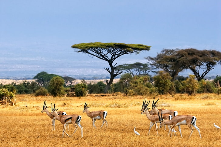 landscape-savannah-africa-antelopes-wallpaper-preview